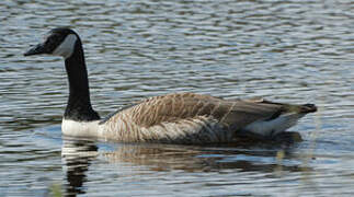 Canada Goose