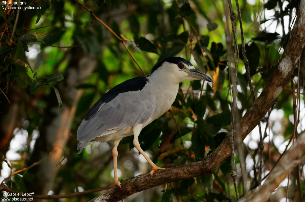 Black-crowned Night Heron