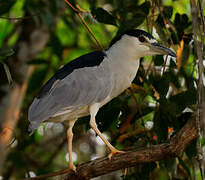 Black-crowned Night Heron