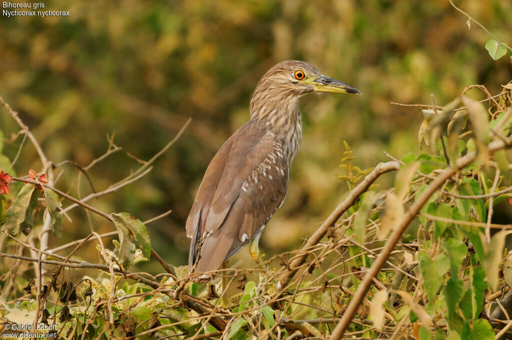 Black-crowned Night Heron