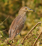 Black-crowned Night Heron