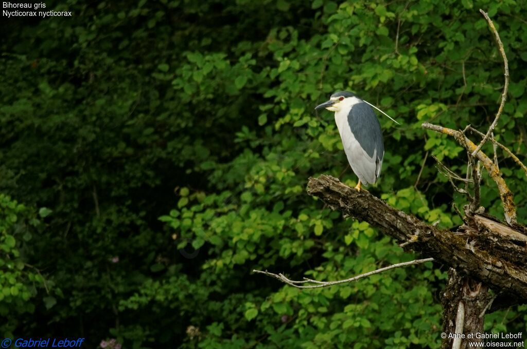 Black-crowned Night Heronadult