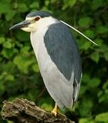 Black-crowned Night Heron