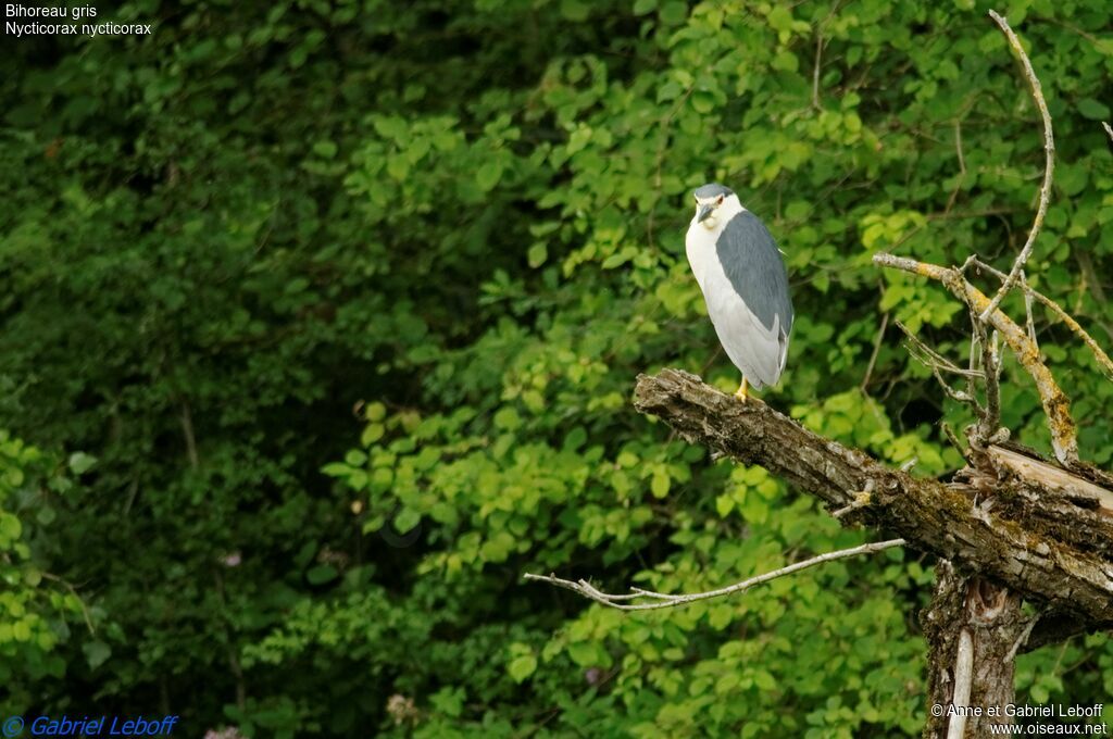 Black-crowned Night Heronadult