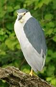 Black-crowned Night Heron