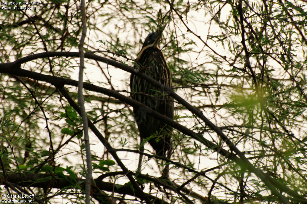 Black Bittern