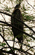 Black Bittern