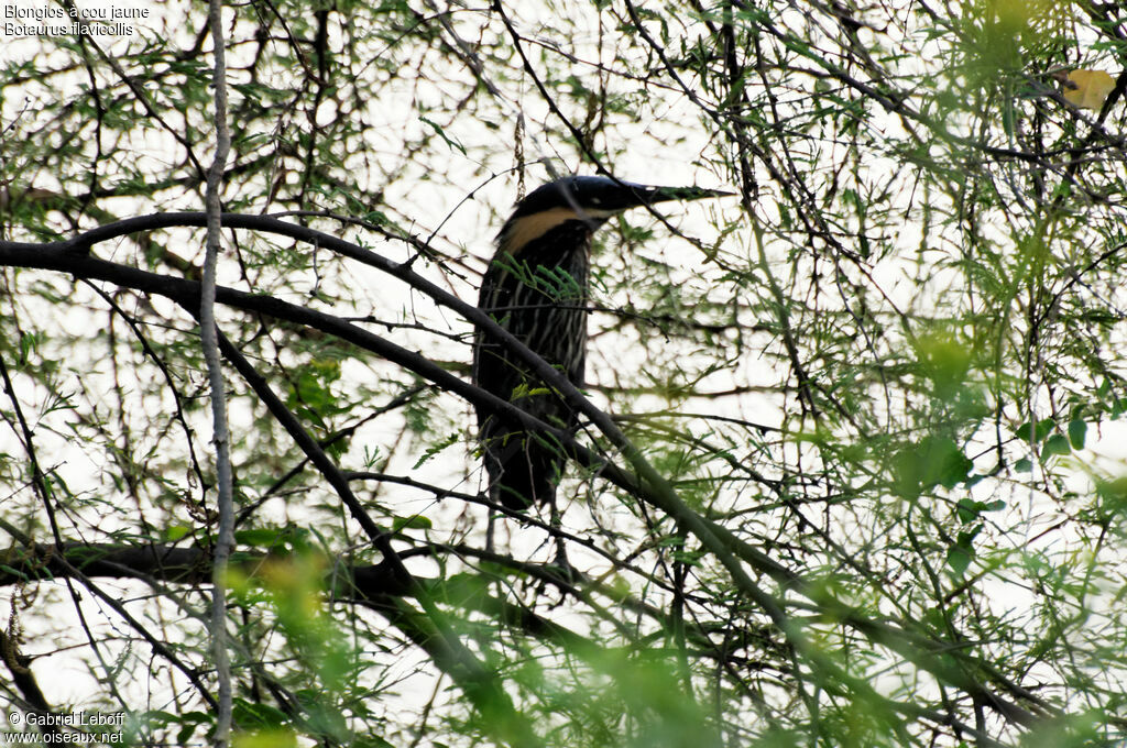 Black Bittern