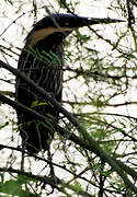 Black Bittern