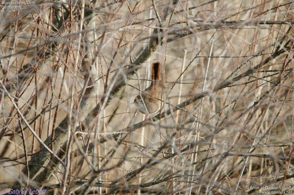 Cetti's Warbler