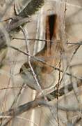 Cetti's Warbler