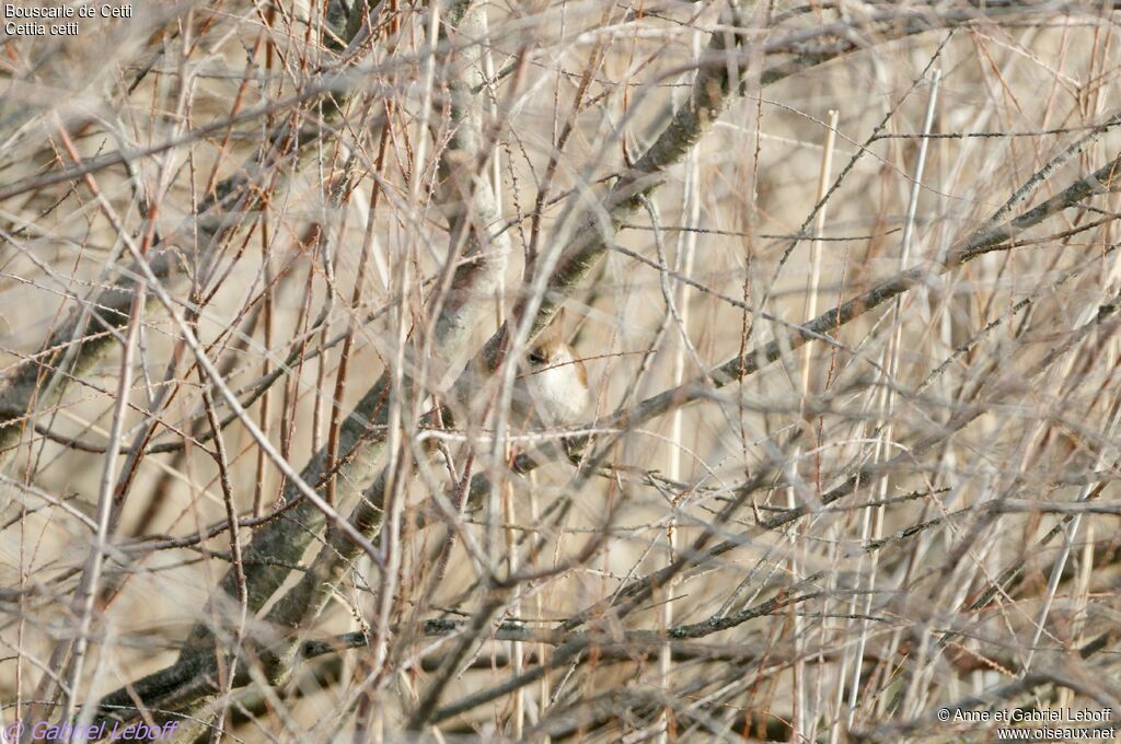 Cetti's Warbler