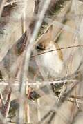 Cetti's Warbler