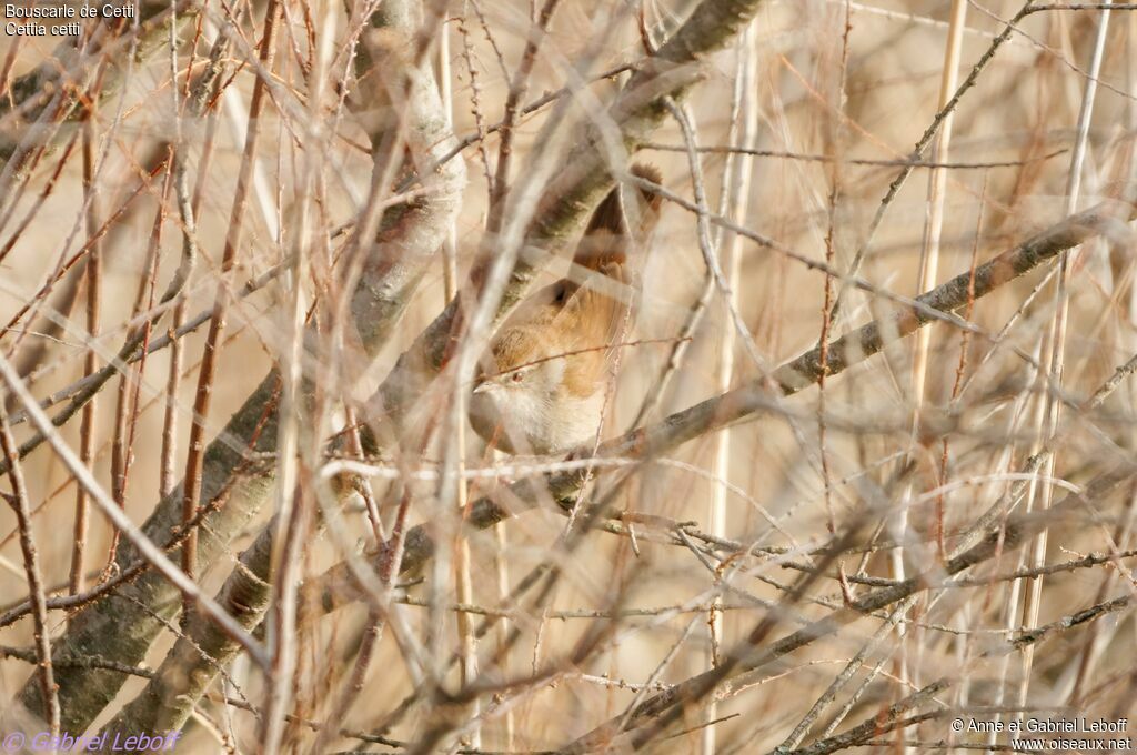 Cetti's Warbler