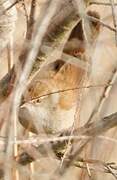 Cetti's Warbler