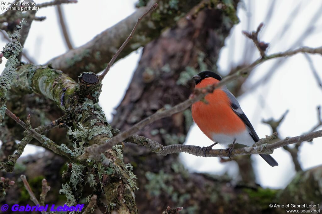 Eurasian Bullfinch male