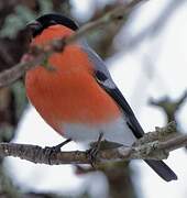 Eurasian Bullfinch