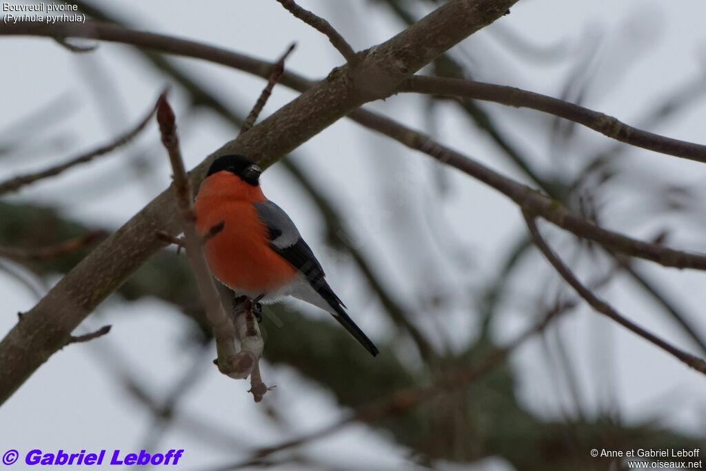 Eurasian Bullfinch male