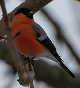 Eurasian Bullfinch