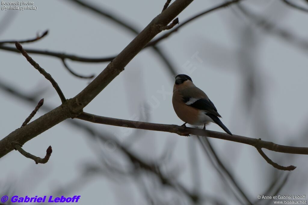 Eurasian Bullfinch female