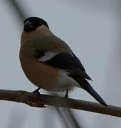 Eurasian Bullfinch