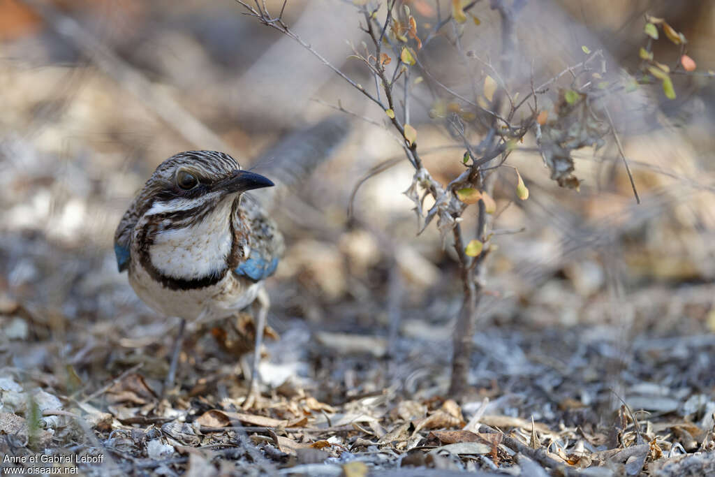 Long-tailed Ground Rolleradult, Behaviour