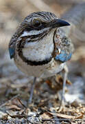 Long-tailed Ground Roller