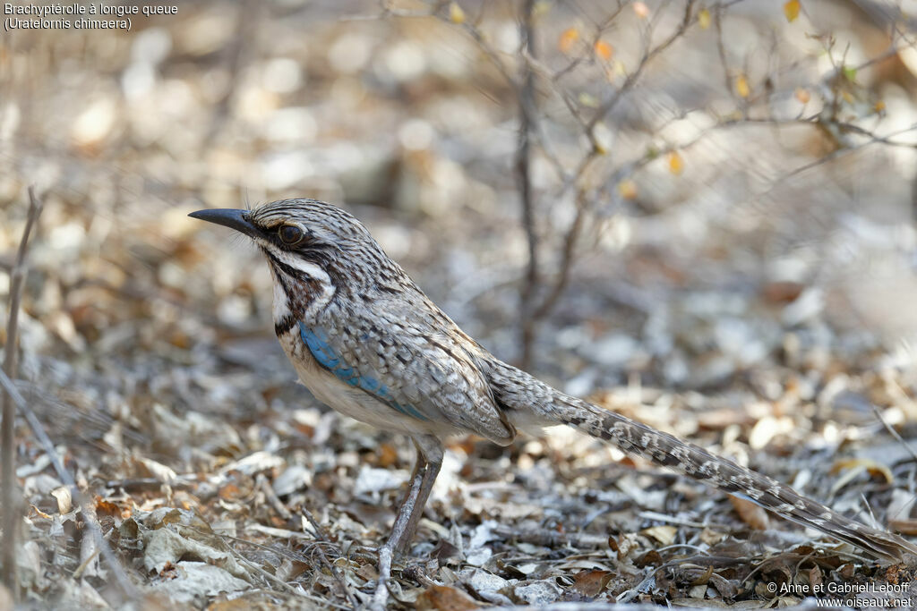 Long-tailed Ground Roller