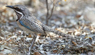 Long-tailed Ground Roller