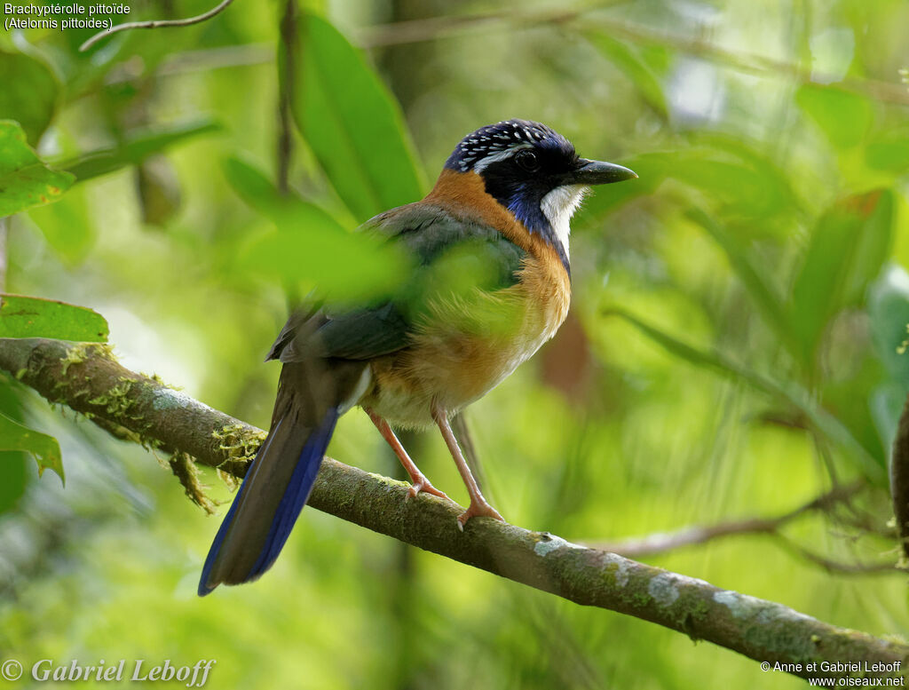 Pitta-like Ground Roller