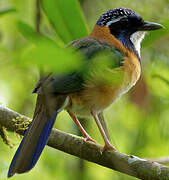 Pitta-like Ground Roller