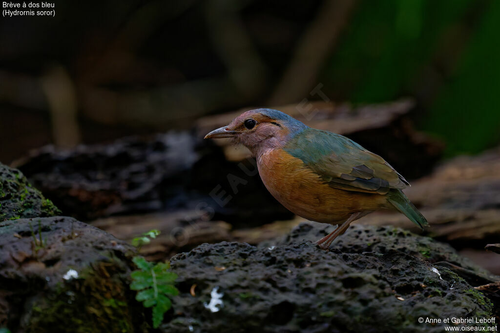 Blue-rumped Pitta male adult