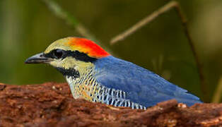 Blue Pitta