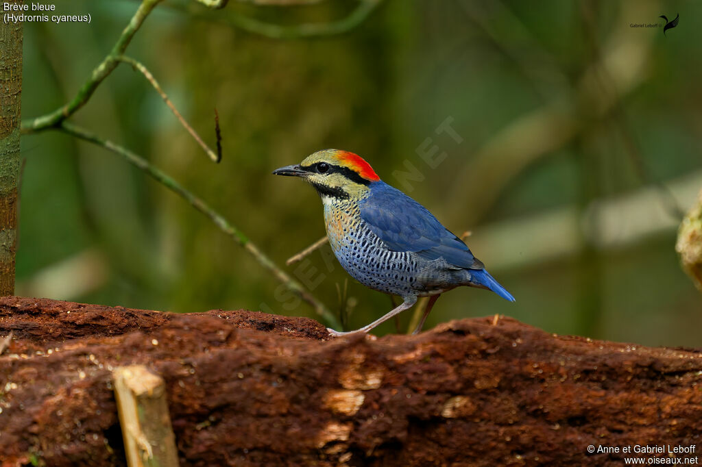 Brève bleue