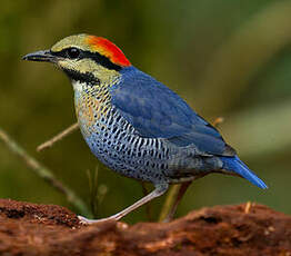 Brève bleue