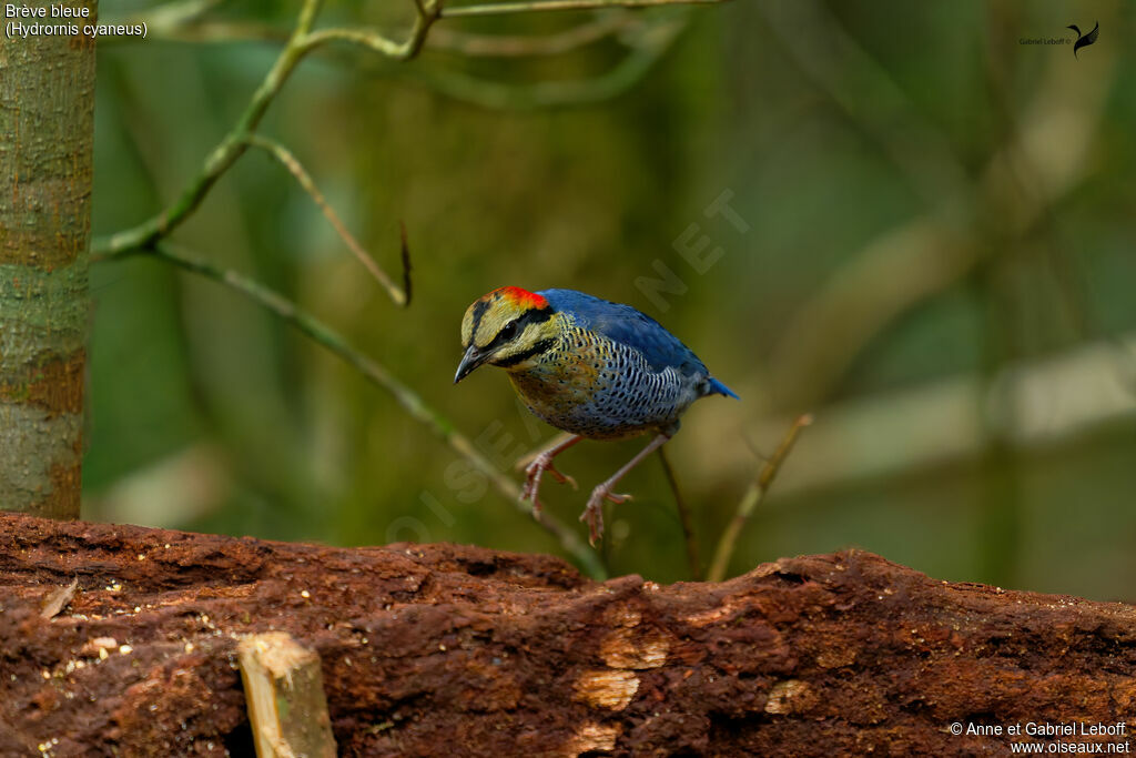 Brève bleue