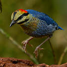 Brève bleue