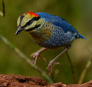 Blue Pitta