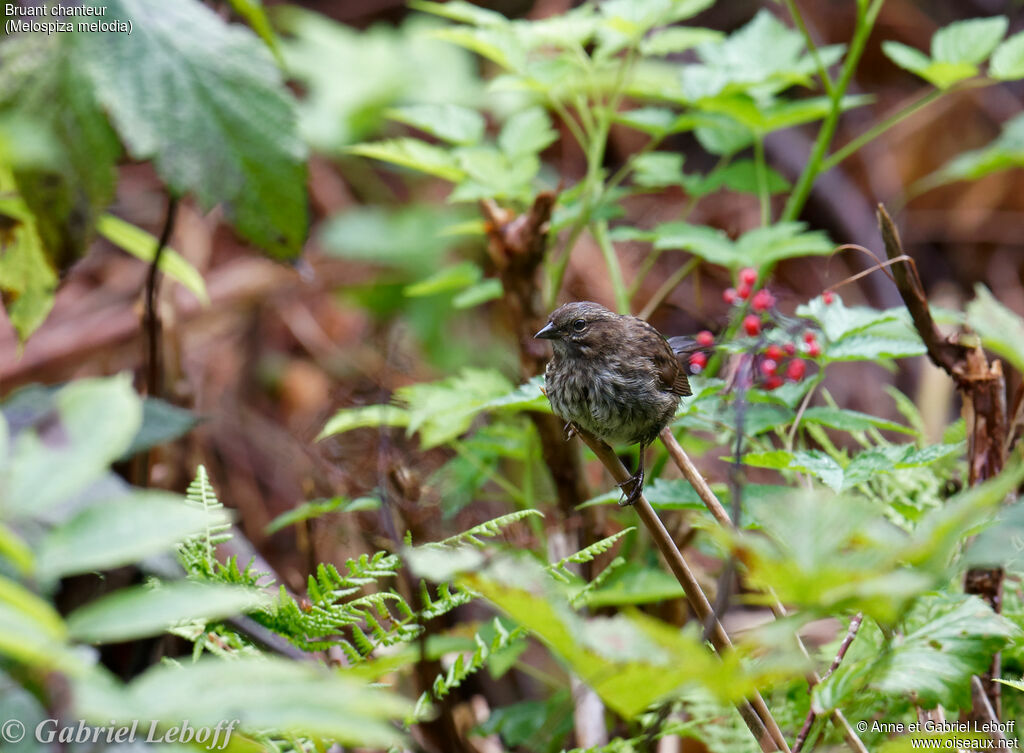 Song Sparrow