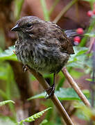 Song Sparrow