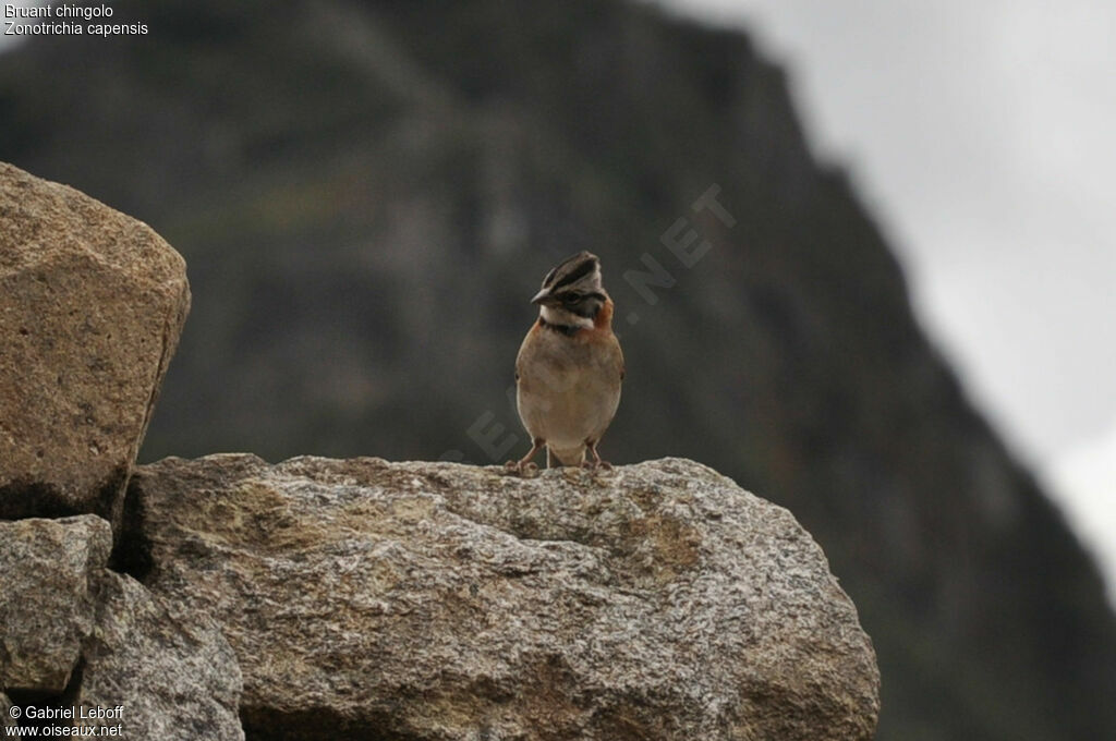 Rufous-collared Sparrow