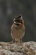 Rufous-collared Sparrow