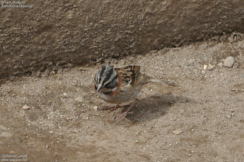 Rufous-collared Sparrow