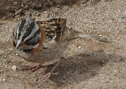 Rufous-collared Sparrow