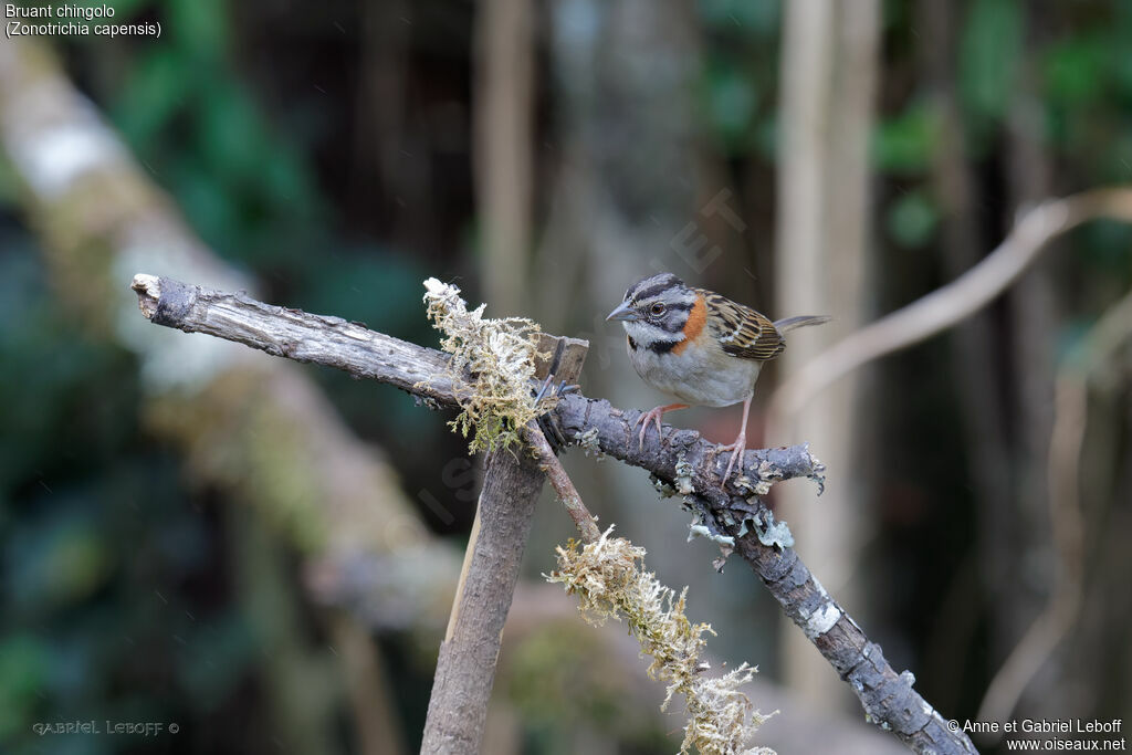 Rufous-collared Sparrow