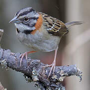 Rufous-collared Sparrow