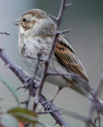 Common Reed Bunting