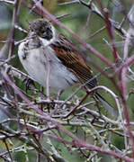 Common Reed Bunting