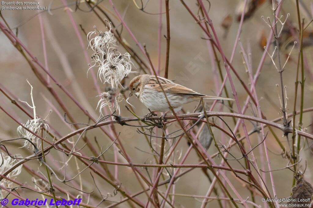 Bruant des roseaux