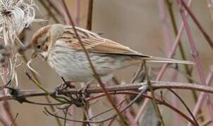 Bruant des roseaux